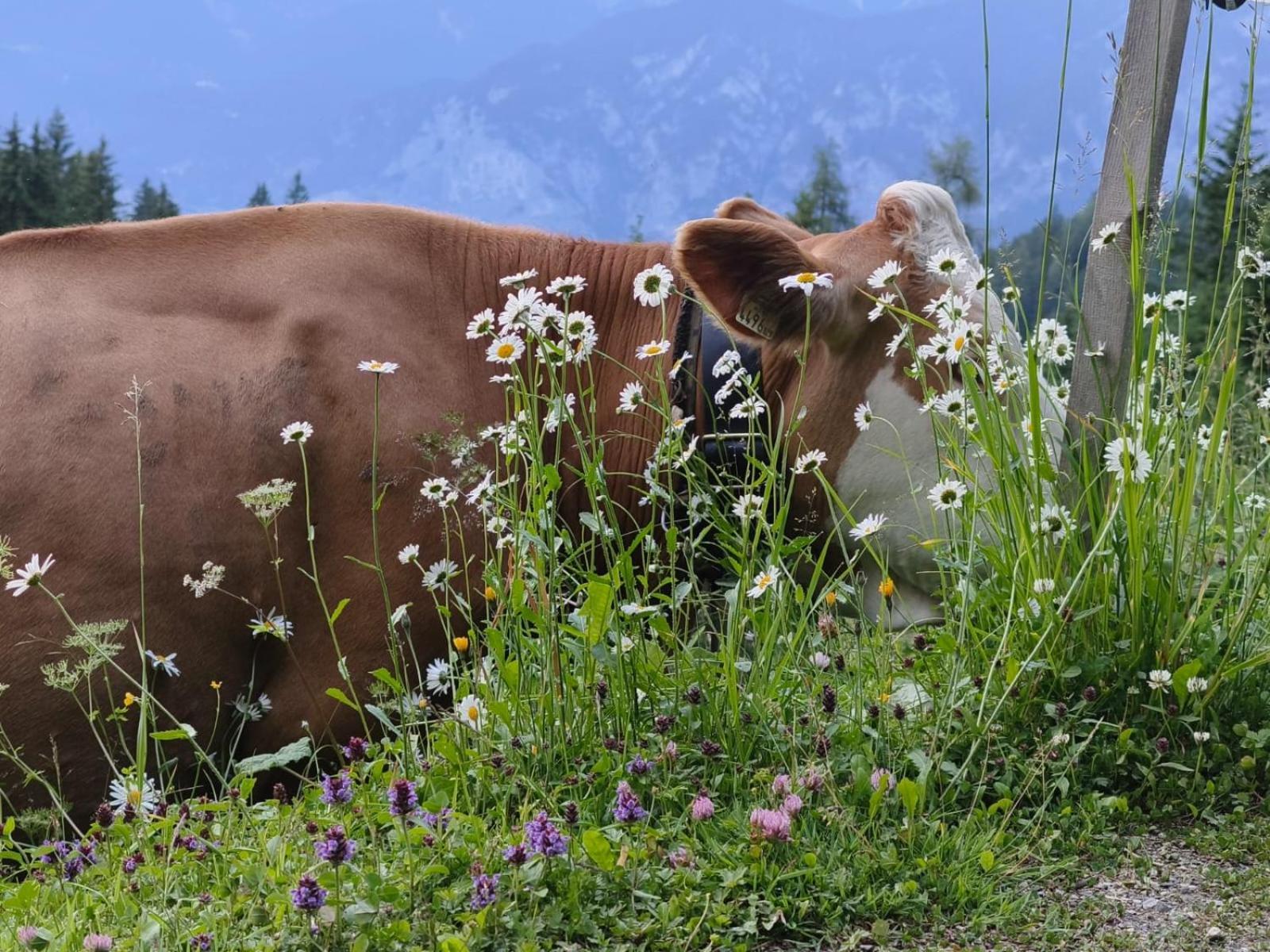 Ferienwohnung Goetzner Auszeit Innsbruck Esterno foto