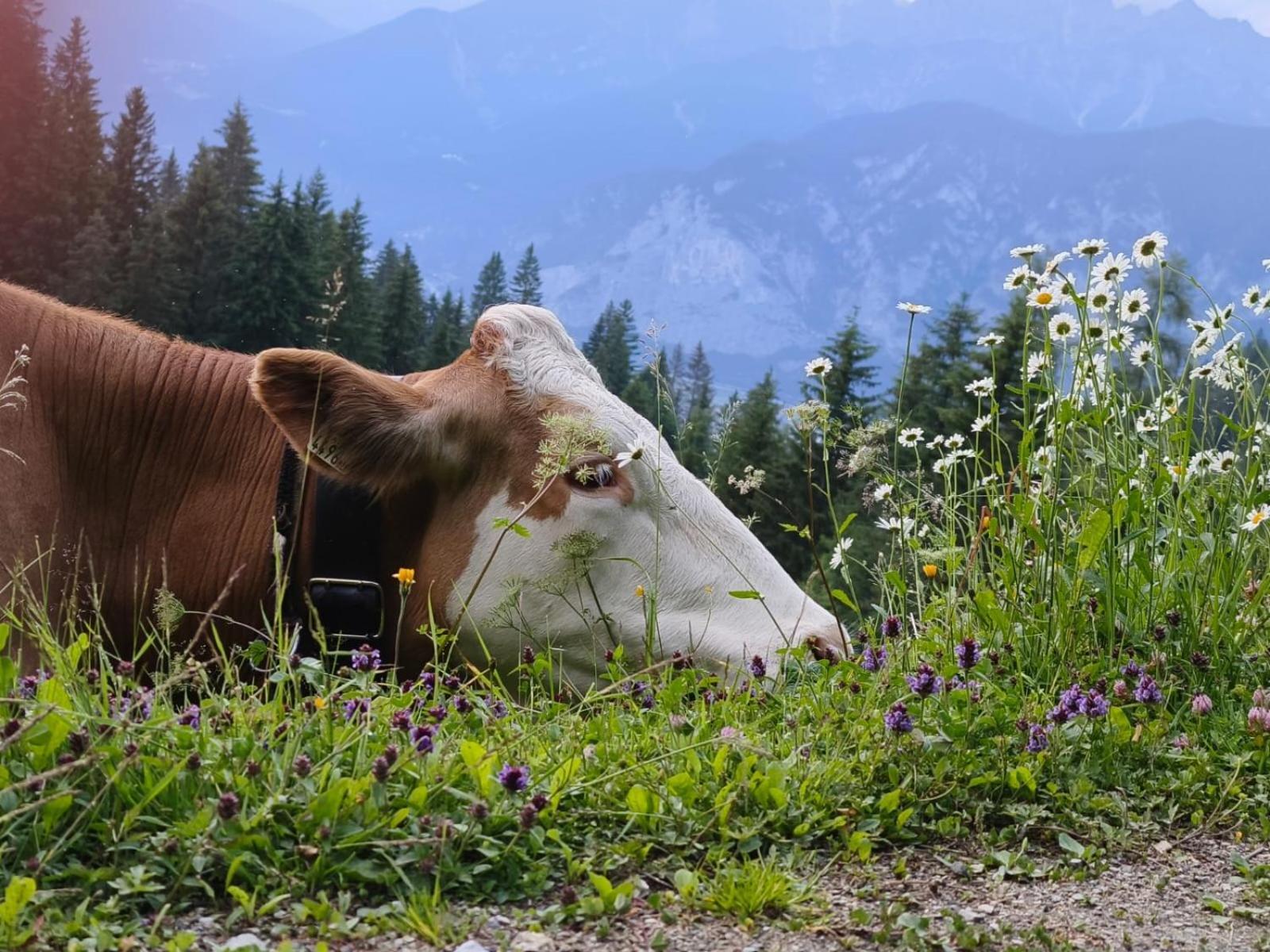 Ferienwohnung Goetzner Auszeit Innsbruck Esterno foto