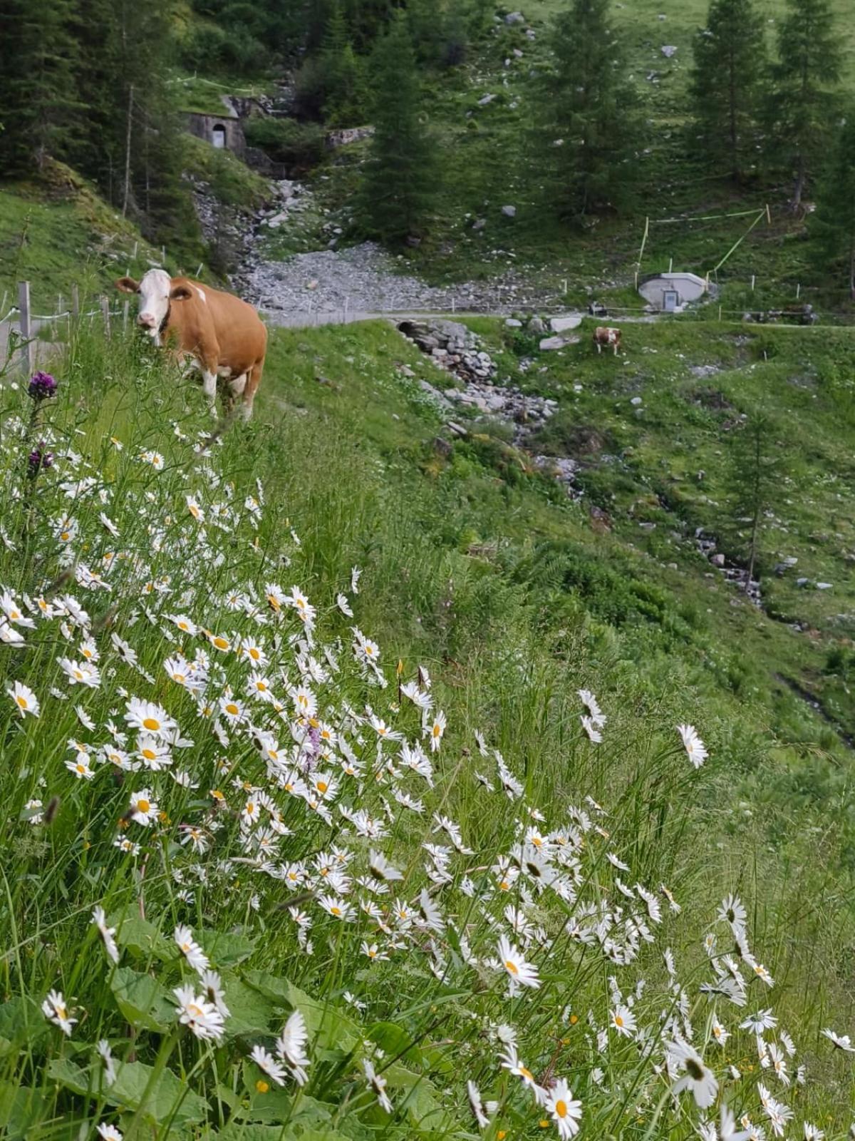 Ferienwohnung Goetzner Auszeit Innsbruck Esterno foto